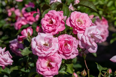 Do Roses Like Coffee Grounds, and Should You Use Them?