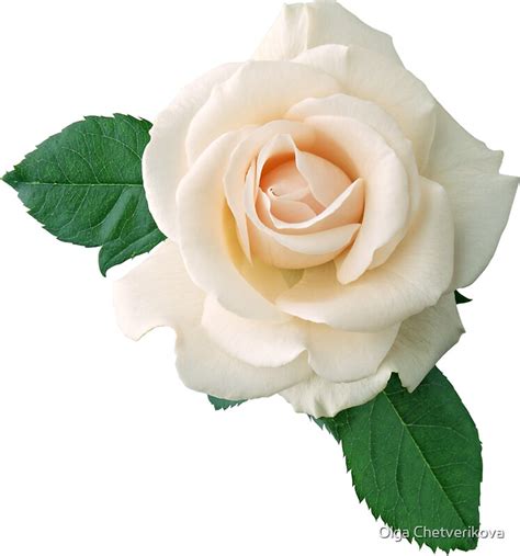 "Gentle white rose" Stickers by Olga Chetverikova | Redbubble