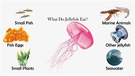 Jellyfish Eating Fish