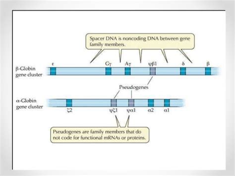 Beta Globin Gene Cluster