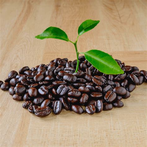 The Secrets of Organic Coffee Beans – What Makes Them Different? - The ...