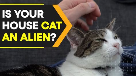 Polish institute classifies cats as 'alien invasive species' | WION Originals - YouTube