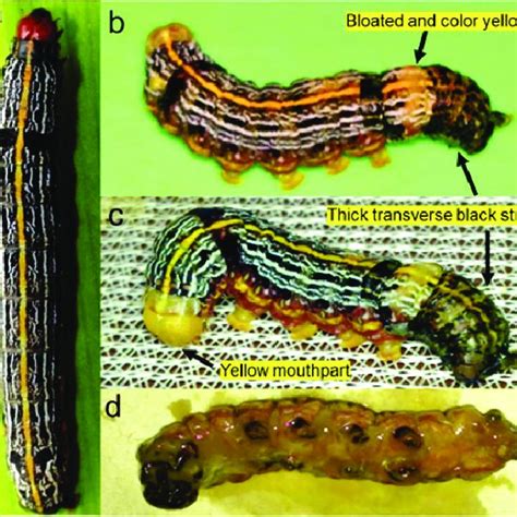 Malformations in the pupa and adults of Spodoptera litura infected with... | Download Scientific ...