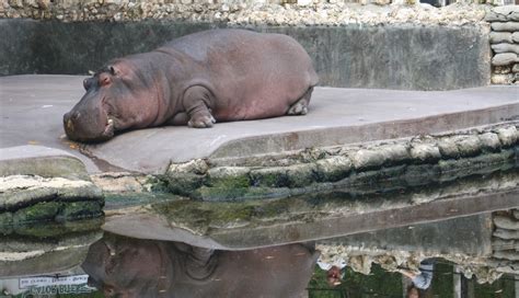 Hippo,animal,zoo,hippopotamus,africa - free image from needpix.com