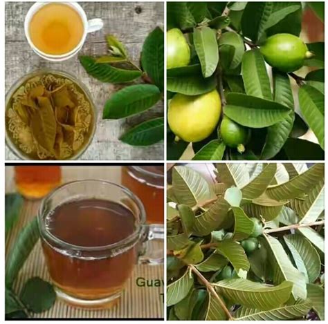 Guava Leaf Tea: Preparation, Health Benefits and Side Effects - Nigerian Health Blog