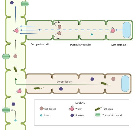 Analyzing the Role of Plasmodesmata in Cell-cell Communication in Plants Practice | Biology ...