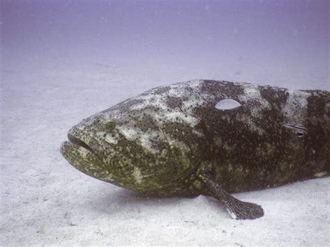 Atlantic Goliath Grouper | NOAA Fisheries