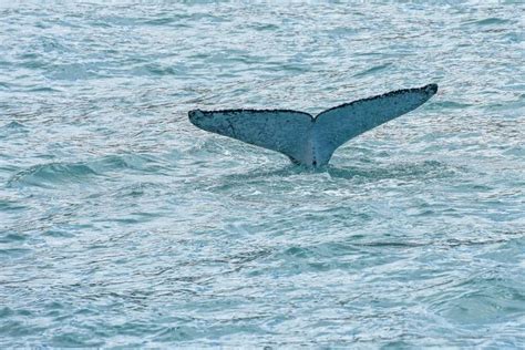 Paus terdampar di Kepulauan Chatham Selandia Baru berjumlah 465 ekor