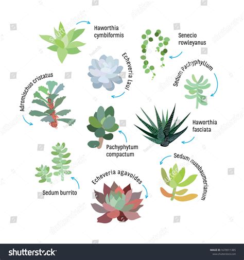 Graphic Set Succulents Isolated Infographic Template Stock Vector ...