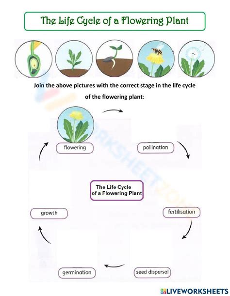 Flowering Plant Life Cycle Worksheet