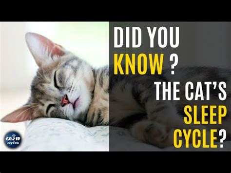 Did you know The Cat’s Sleep Cycle ? - YouTube