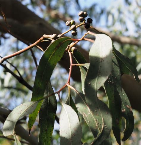 Manna Gum | Swan Bay Environment