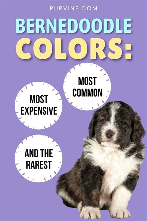 Bernedoodle Colors: The Berner/Poodle Mix Coat Colors Explained | Bernedoodle, Bernedoodle puppy ...