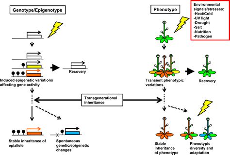 Epigenetic inheritance and plant evolution - Miryeganeh - 2020 - Population Ecology - Wiley ...