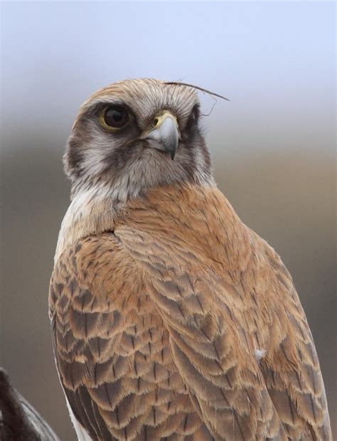 Brown Falcon and Thorny Devil - predator and prey — Chris Watson