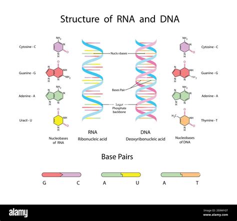 Dna And Rna Structure