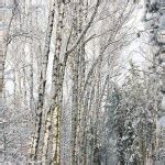 Winter birch woods alley — Stock Photo © Kokhanchikov #1113222