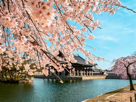 10 Secret Spots To See Cherry Blossoms In Seoul In Total Peace » Travel ...