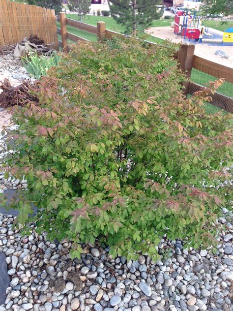 identification - Are these bushes sun damaged? - Gardening & Landscaping Stack Exchange