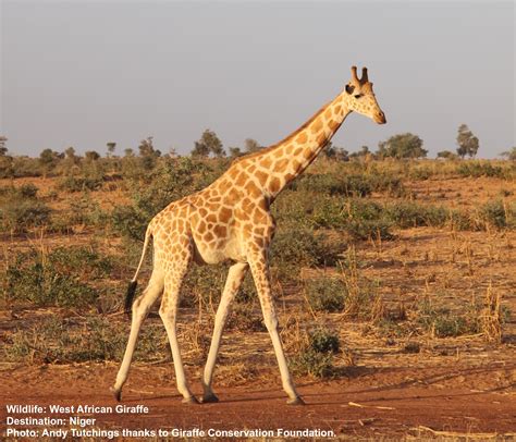 Giraffe — Destination: Wildlife™