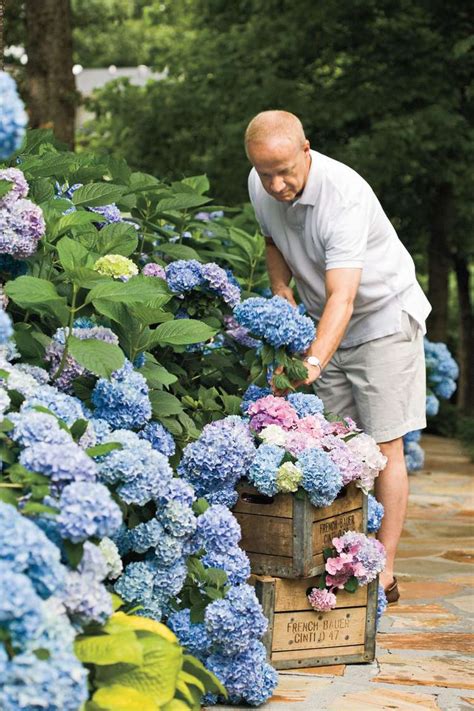 Hydrangea Care ã Pruning & Blooming Tips