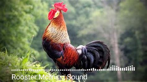 Animal sounds, Rooster Morning Sound - YouTube