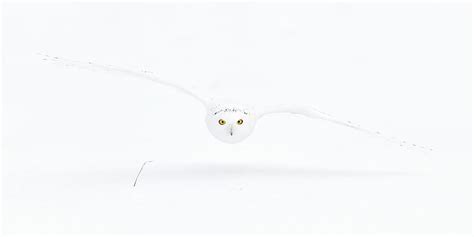 Snowy Owl flying low Photograph by Olav Thokle - Fine Art America