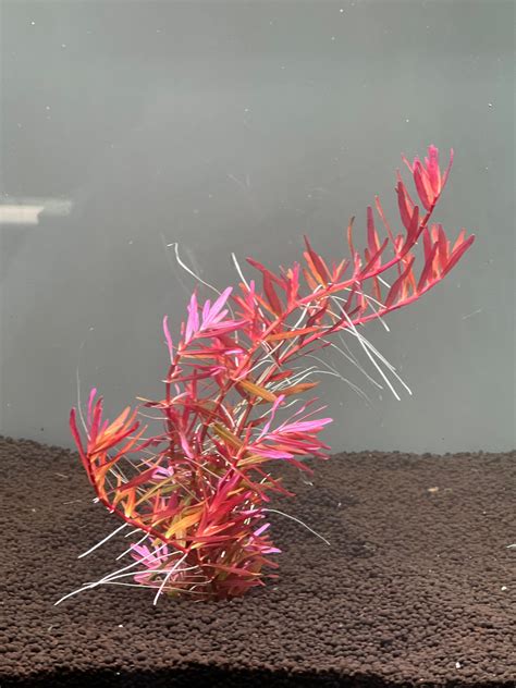 Rotala 'Blood Red' – I Wet My Plants