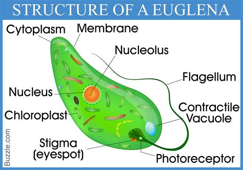 Enrich Your Mind With These Mindblowing Euglena Facts