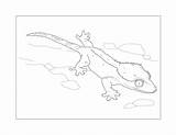 Lizard Coloring Pages – Printable FREE sketch template