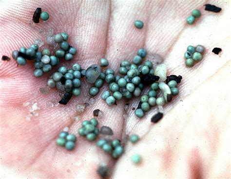 Horseshoe crab eggs in hand | Mispillion Harbor, Delaware. C… | Flickr