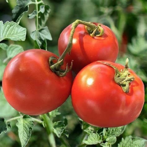 Tomato - Homestead - Premier Seeds Direct