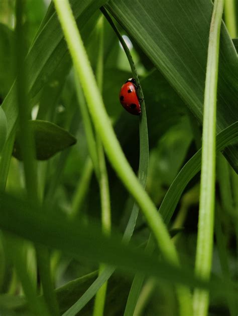 Red Ladybug on Green Leaf · Free Stock Photo