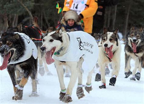 Mushing with Your Dog: The Basics | PetMD