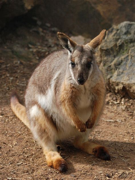 Wallabies - Tijuana Hutchison