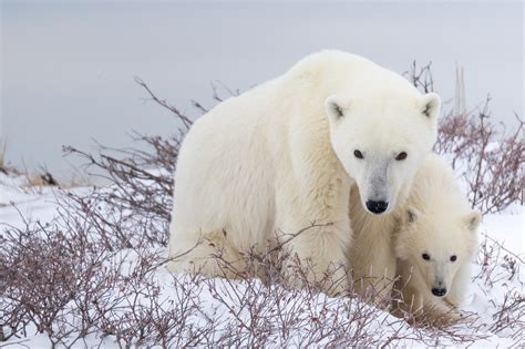 Canada’s annual gathering of polar bears is happening right now (PHOTOS ...