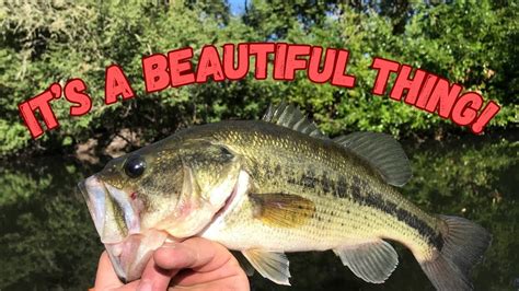 July 12 Bass Fishing In My Kayak. I Almost Fell In! #fishing #kayak #largemouthbass - YouTube