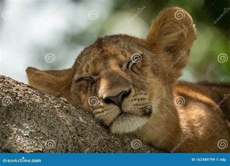 Close-up of Lion Cub Sleeping on Branch Stock Image - Image of savanna, branch: 162489799