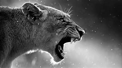 Roaring Lion Wallpapers - Top Free Roaring Lion Backgrounds ...