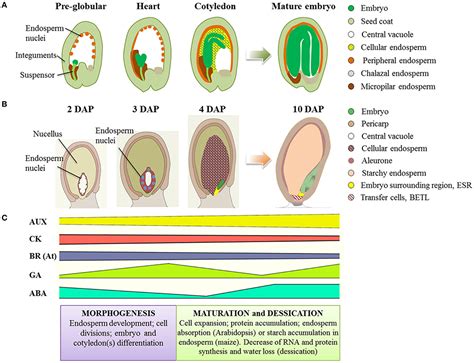 Frontiers | Current perspectives on the hormonal control of seed ...