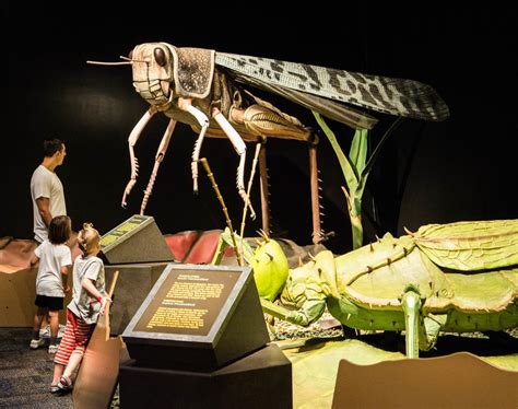 'Giant Insects' exhibit lands at the Science Museum of Virginia ...