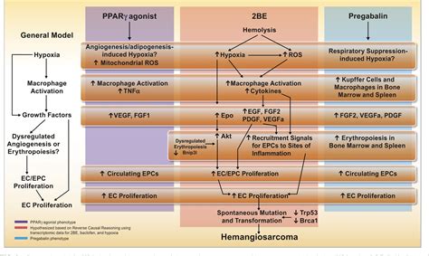 Figure 1 from Hemangiosarcoma in rodents: mode-of-action evaluation and ...