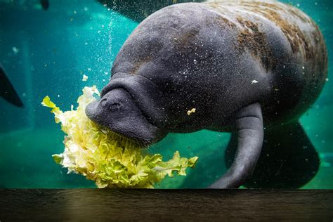 Florida Is Fighting to Feed Starving Manatees This Winter | WIRED