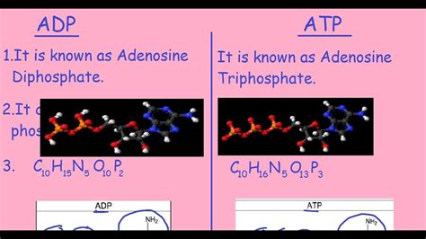 ADP Vs ATP |Quick Differences & Comparison| - YouTube