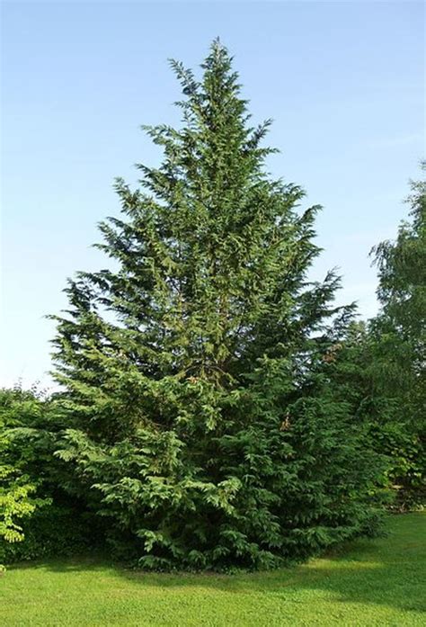 A Fast Growing Landscaping Tree: The Leyland Cypress Tree - HubPages