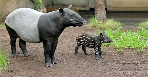 Malayan Tapir Facts: They Can Swim and Stay under Water for Several ...