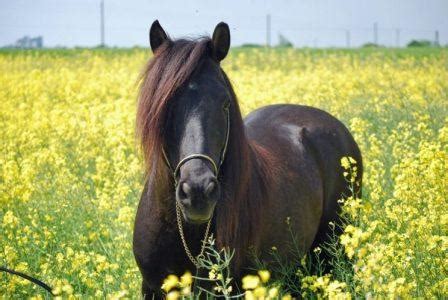 10 Spanish Horse Breeds That Are Simply Amazing