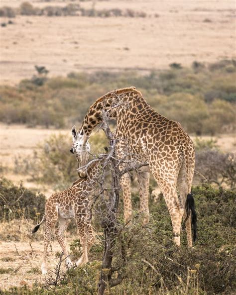 244 Female Giraffe Calf Stock Photos - Free & Royalty-Free Stock Photos ...