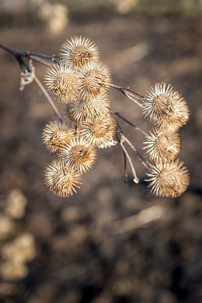 60+ Grass Burrs Stock Photos, Pictures & Royalty-Free Images - iStock