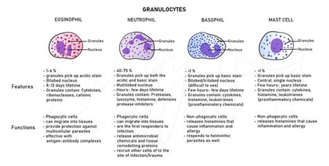 Granulocytes are a type of white blood cell that are formed in the bone ...